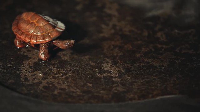 ceramic tea figure turtle hot water stone table hd footage 