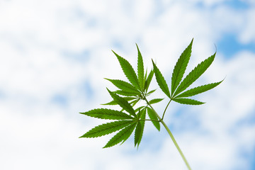 Young leaves of marijuana on sky background