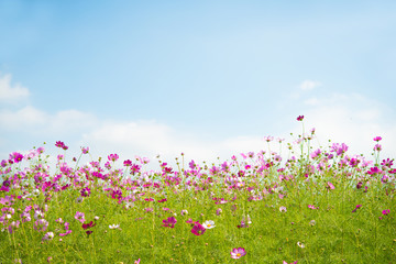Obraz na płótnie Canvas 가을 꽃 가을 풍경 야생화 배경 백그라운드 이미지