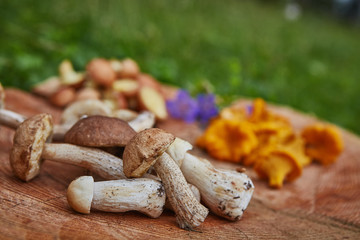 Forest wild chanterelles served on wooden platter with leccinums and boletus