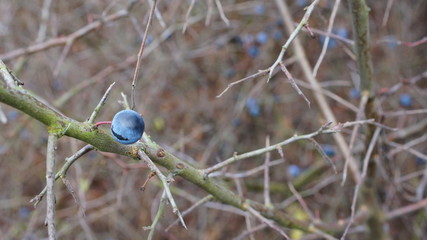 sloe,berries