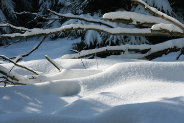 Winter idyll with snow-covered firs and boughes in the Taunus, Hesse, Germany.