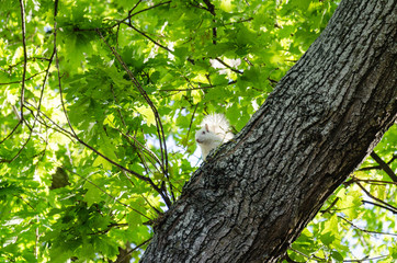 Obraz premium white squirrel
