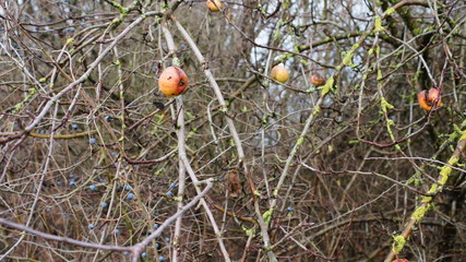 last apple,red, fruit, nature, autumn, tree, plant, berry, food, branch, berries, green, bush,...
