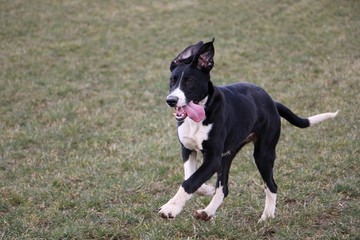 beautiful mixed black and white boerboel dog is running in the garden