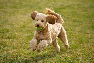 Happy Goldendoodle dog plays at the park with a tennis ball