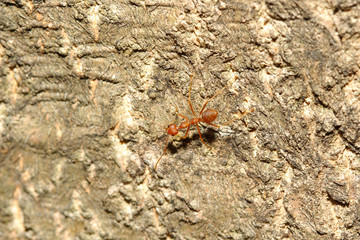 Close up red ant on old tree