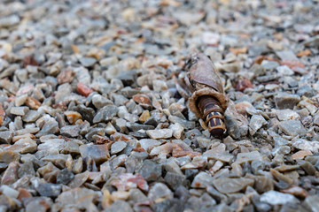 The moth caterpillar is crawling