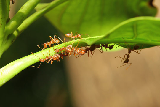Group red ant on tree