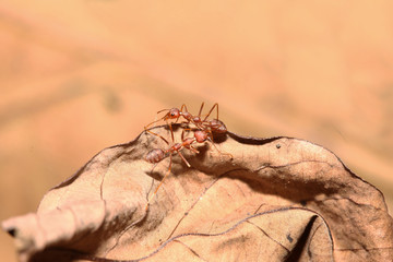 Red ant on stick tree on brown background