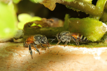 Close up bee on ground