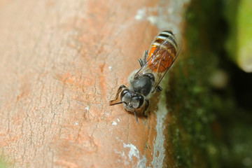 Close up bee on ground