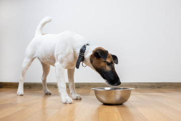 Smooth fox terrier puppy eats from bowl in a room. Cute little dog looking into a bowl for food or water.