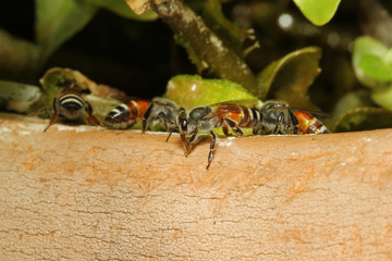 group bee on floor