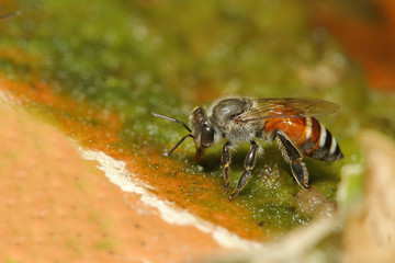Close up bee eat food on tree