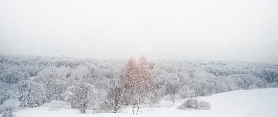 Landscape of a fabulously beautiful snow forest. A lot of snow in the trees