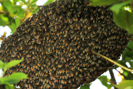 Close up group bee in honeycomb on tree
