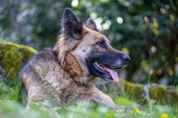 portrait of german shepherd looking other side with bokeh