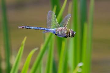 Green Darner Hovering