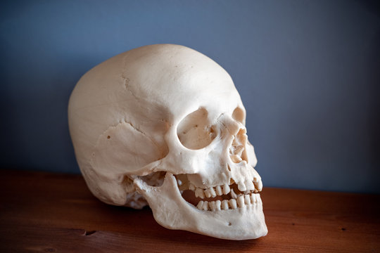 Real human skull on the table.