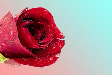 Red rose with water drops on Pink and Sky blue background with clipping Path