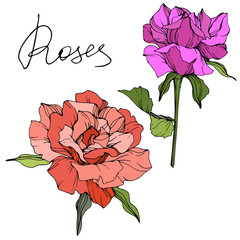 Vector Purple and coral rose flowers. Green leaf. Isolated rose illustration element. Black and white engraved ink art.