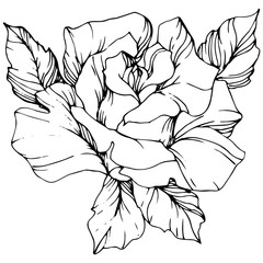 Vector Rose flower. Isolated rose illustration element. Black and white engraved ink art.