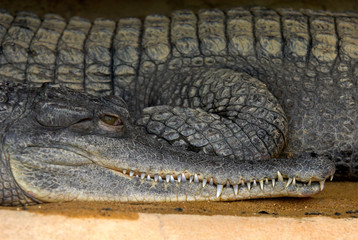  Faux gavial africain; Crocodylus cataphractus