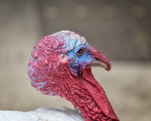 Royal Palm turkey is ornamental bird with a unique appearance, largely white with bands of metallic black. Close up