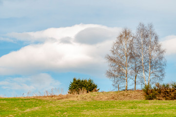 Fototapeta na wymiar Wiese mit Früblühern unter blauem wolkenbedeckten Himmel.