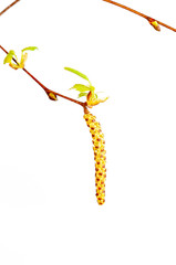 Junger Trieb eines Birkenbaumes. Diese Pflanze ist ein Frühblüher.