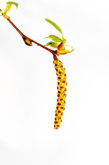 Junger Trieb eines Birkenbaumes. Diese Pflanze ist ein Frühblüher.