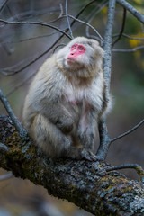 red faced snow monkey in Kamikochi, Japanese Alps, Chubu Sangaku National Park