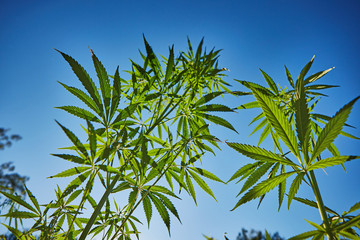 Beautiful still life with copy space of marijuana plant on blue sky background