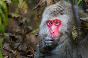 Portrait of a red faced snow monkey in Kamikochi, Japanese Alps, Chubu Sangaku National Park