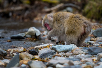 red faced snow monkey at Azusa River in Kamikochi, Japanese Alps, Chubu Sangaku National Park