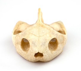 snake skull isolated on white