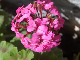 flower, pink, flowers, nature, plant, garden, spring, purple, green, blossom, flora, summer, bloom, beauty, beautiful, floral, rose, leaf, petal, rhododendron, geranium, macro, bright, plants, red