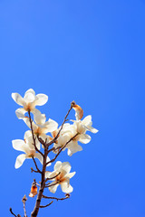 Magnolia in blue sky background