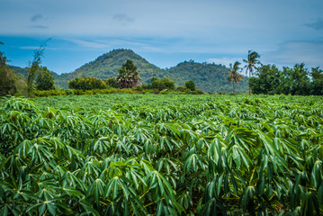 Cassava farm with sky and mountain