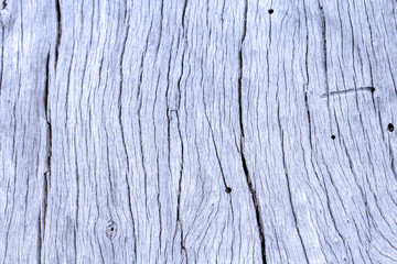  texture bois sec, vieux tronc d'arbre 