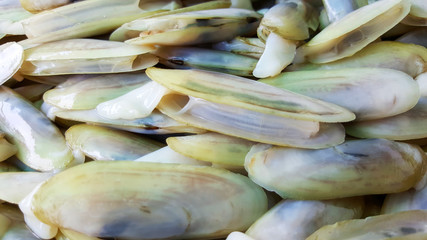 close-up pharella javanica, razor clam shell nature