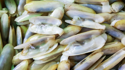 close-up pharella javanica, razor clam shell nature