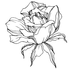 Vector Rose flower. Isolated rose illustration element. Black and white engraved ink art.