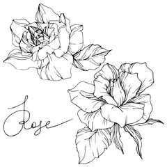 Vector Rose flower. Isolated rose illustration element. Black and white engraved ink art.