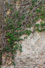 A weed wraps around a stone wall