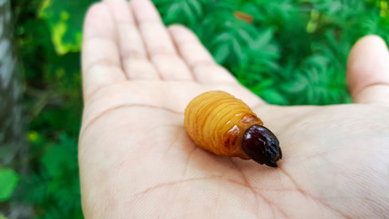 hand hold sago worm, larvae from the red palm weevil