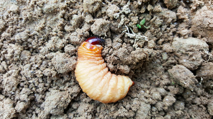 sago worm, larvae from the red palm weevil on soil