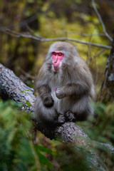 red faced snow monkey in Kamikochi, Japanese Alps, Chubu Sangaku National Park