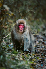 red faced snow monkey in Kamikochi, Japanese Alps, Chubu Sangaku National Park